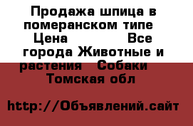 Продажа шпица в померанском типе › Цена ­ 20 000 - Все города Животные и растения » Собаки   . Томская обл.